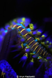 Bearded fireworm fluorescing under blacklight. by Arun Madisetti 